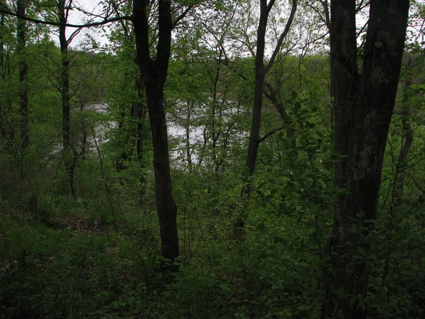 Lake in the green forest — Stock Photo, Image