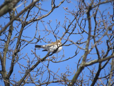 Ormandaki ardıç kuşu
