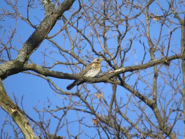 Grive dans la forêt — Photo