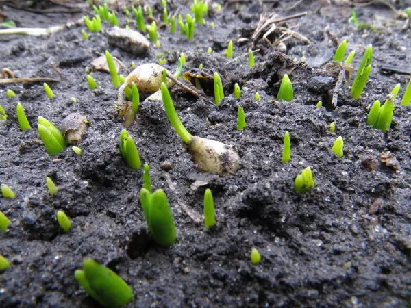 Frühling — Stockfoto