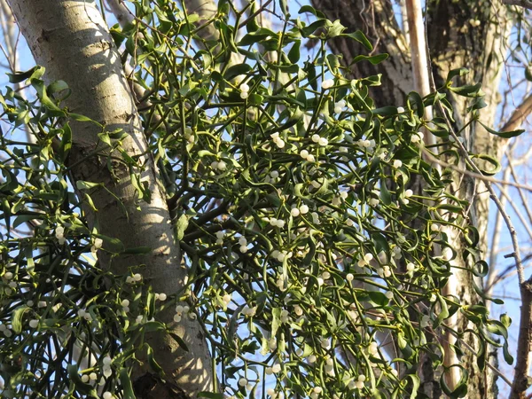 Mistletoe — Stock Photo, Image