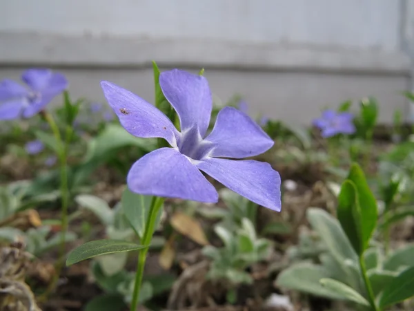 Blumen — Stockfoto