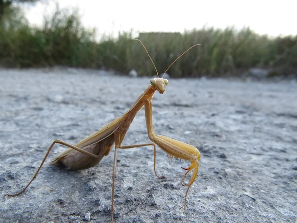 Mantis — Stockfoto