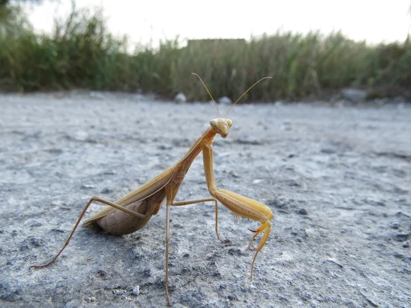 Mantis. — Fotografia de Stock