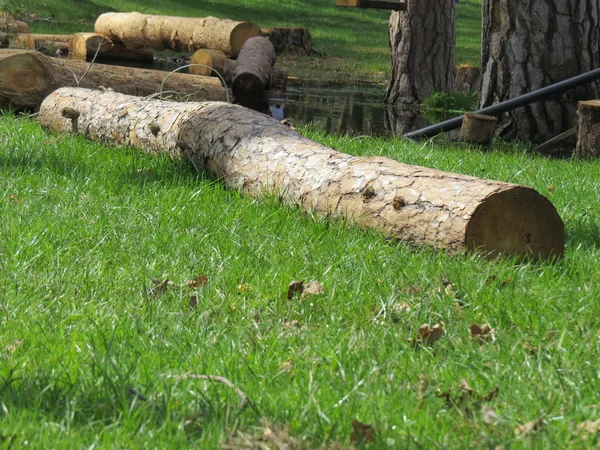 Skog — Stockfoto