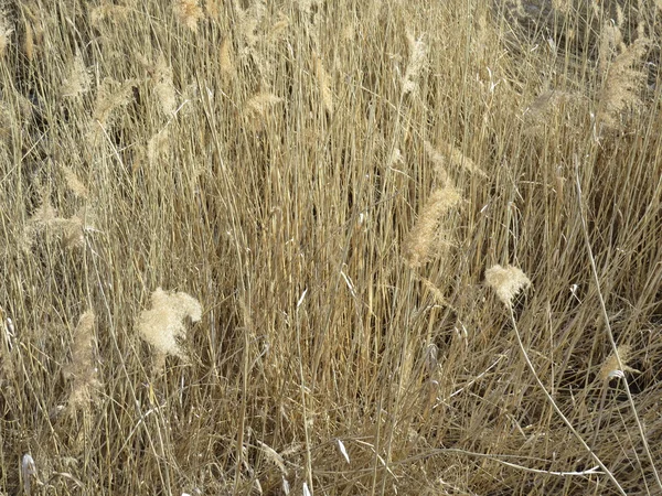 Bulrush no Outono — Fotografia de Stock