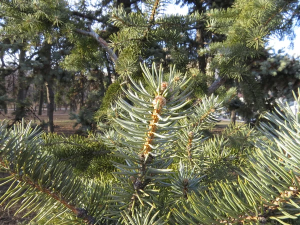 Iğneler — Stok fotoğraf