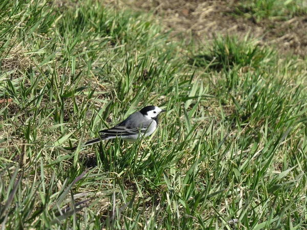 小さな鳥 — ストック写真