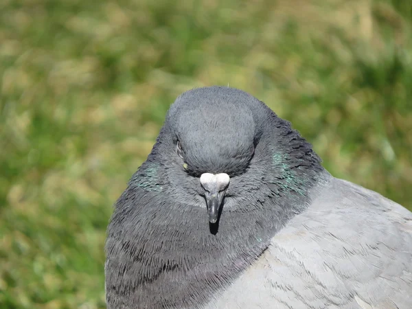 Dove — Stock Photo, Image