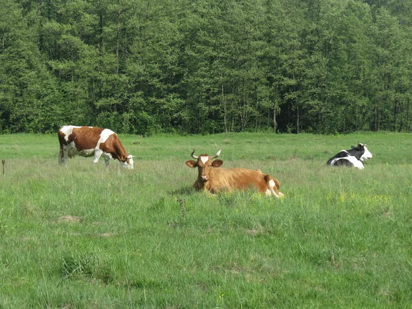 Корова на лузі — стокове фото