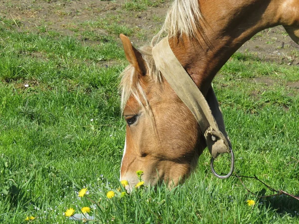 Cabeça pastando cavalos — Fotografia de Stock