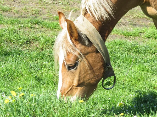 Cabeça pastando cavalos — Fotografia de Stock