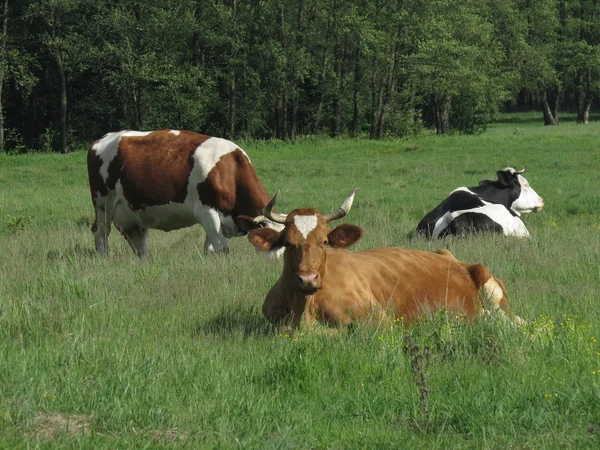 Koe in het weiland — Stockfoto