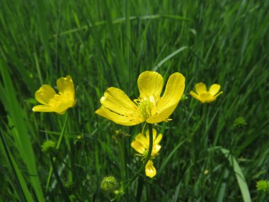 küçük kırlangıçotu