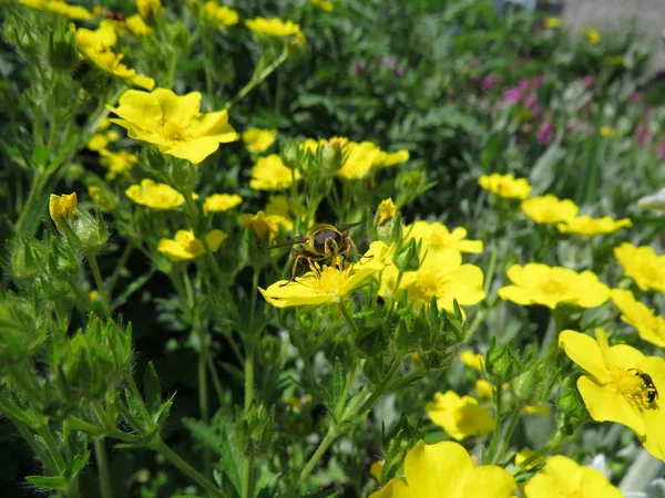 Insekt på gul blomma. — Stockfoto
