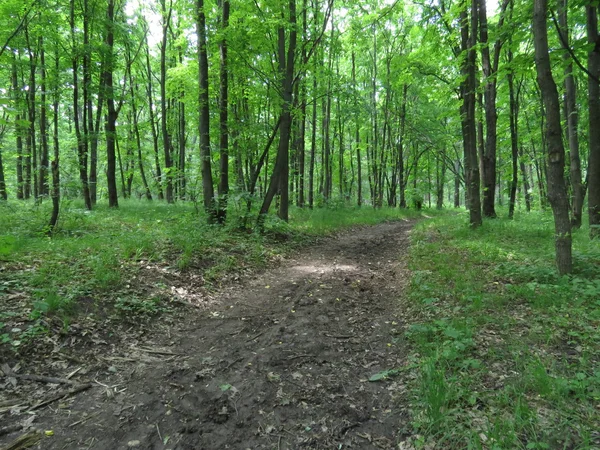 Pad in het bos — Stockfoto