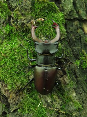 stag beetle