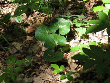 küçük kırlangıçotu