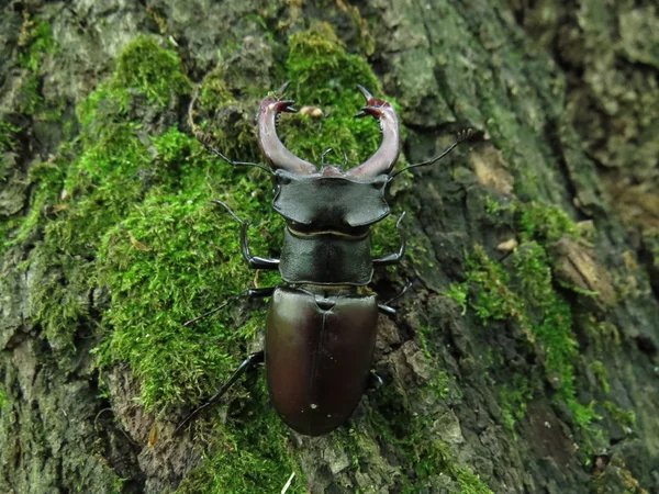 Stag beetle — Stok fotoğraf