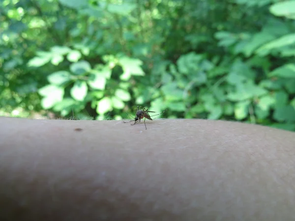 A mosquito on arm — Stock Photo, Image