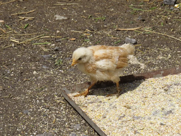 Small chicken goes and collects fodder and grain. — Stock Photo, Image