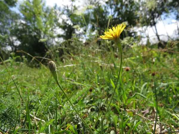 Small yellow dandelion flower in the grass. — Stock Photo, Image