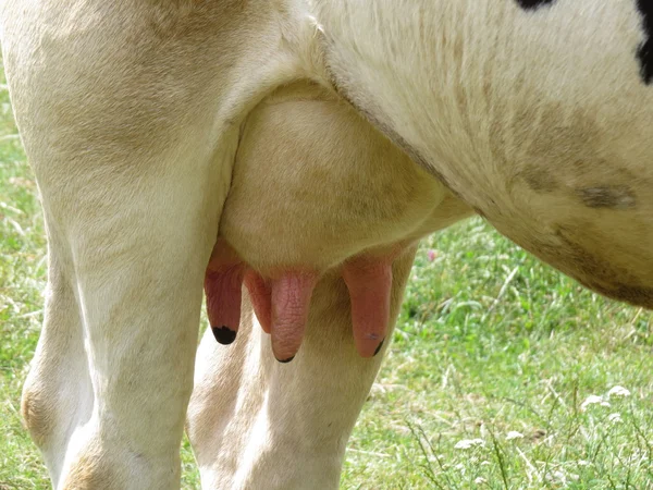 Uier witte koe close-up op een achtergrond van groene weiden. — Stockfoto