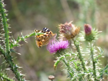 Turuncu kelebek bir çiçek bahçesinde oturan.