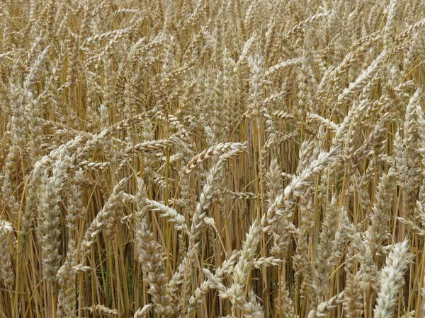 Goldene Ähren auf dem Feld, bereit zur Ernte. — Stockfoto