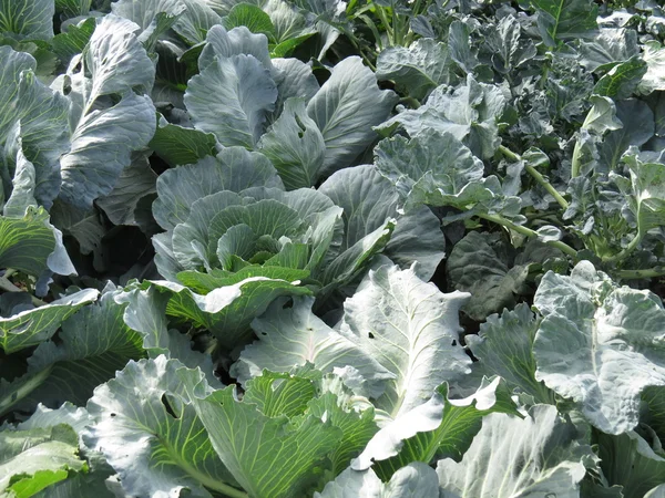 Una pequeña cama con repollo madurando verduras . — Foto de Stock