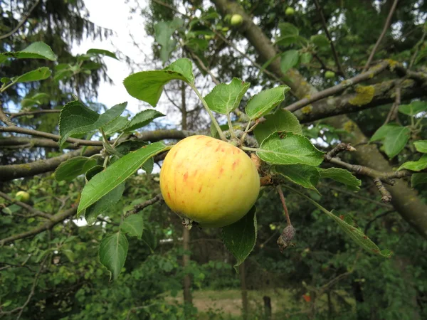 Manzana en el jardín — Foto de Stock