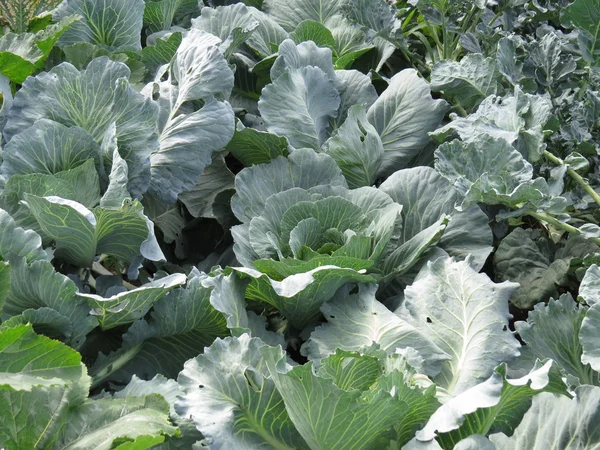 A small bed with cabbage maturing vegetables. — Stock Photo, Image