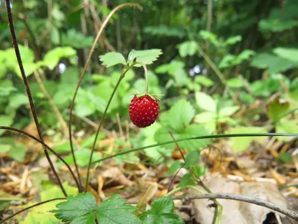 Some flowering shrubs with fruits of strawberry. — Stock Photo, Image