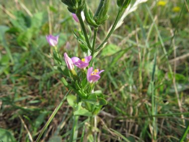 Yeşil çayır üzerinde büyüyen büyük mor çiçek.