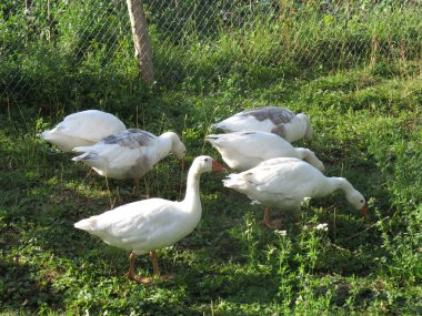 Çimenlerdeki kazlar