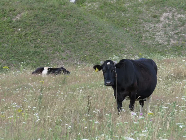 Ko på ängen — Stockfoto