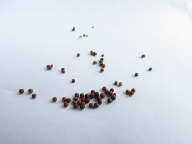 Beyaz bir arka plan üzerinde birkaç çok renkli küçük hardal tohumu.