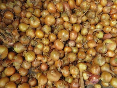 Soğan kabuğu ve yeşil yem arıtma olmadan hasat.