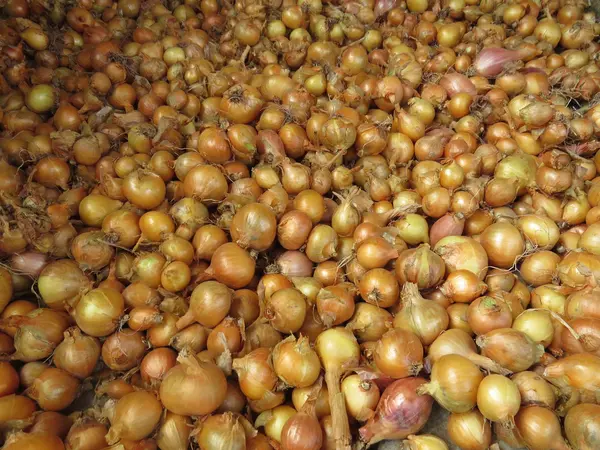 Cosechar cebollas sin purificación de las cáscaras y forrajes verdes . — Foto de Stock