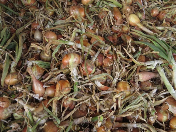 Cosechar cebollas sin purificación de las cáscaras y forrajes verdes . — Foto de Stock