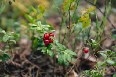 Orman zemininde yetişen olgun kırmızı böğürtlenli yabani yaban mersini bitkisinin yakın çekimi. Sığ alan derinliğine sahip doğal sonbahar arkaplanı. Yabani böğürtlen, yiyecek arama, sağlıklı doğa ve orman ekolojisi kavramı.