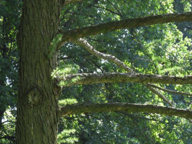 çam ağacı parçası