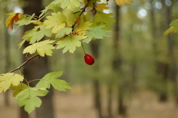 Hawthorn φρούτων το φθινόπωρο — Φωτογραφία Αρχείου