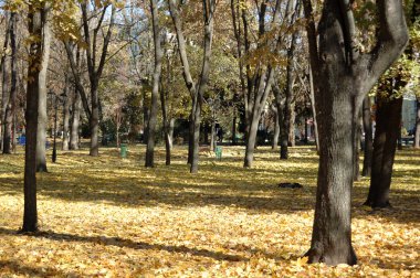 Sonbaharda parkta ağaçlar