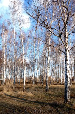 ormandaki bir ağaç