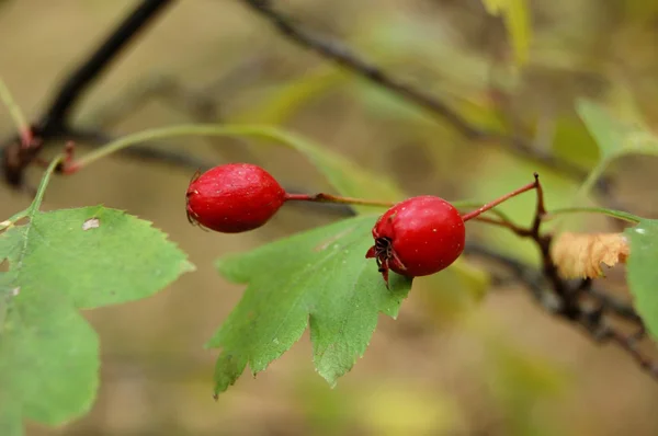 Hawthorn fruit in autumn — Stock Photo, Image