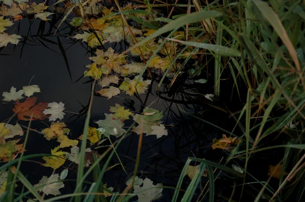 Leaves on water — Stock Photo, Image