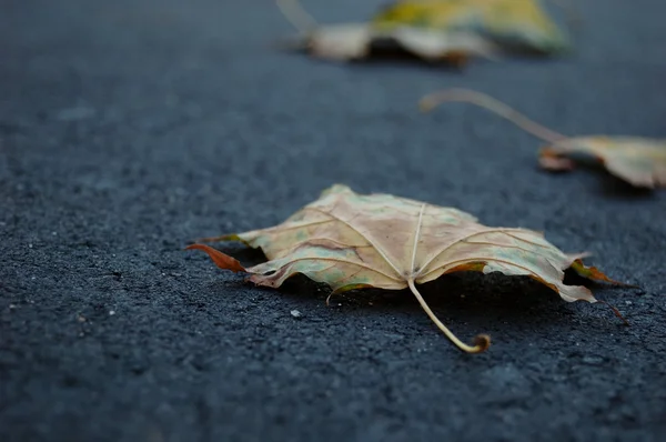 Feuille sur l'asphalte — Photo