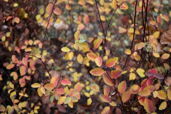Feuilles jaunes en automne — Photo