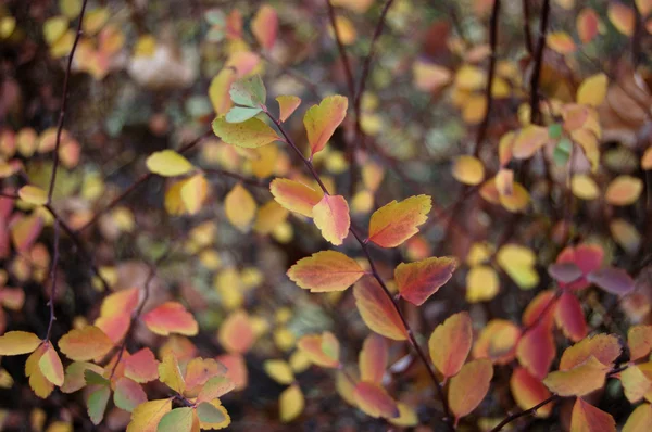 Yellow leaves in autumn — Stock Photo, Image